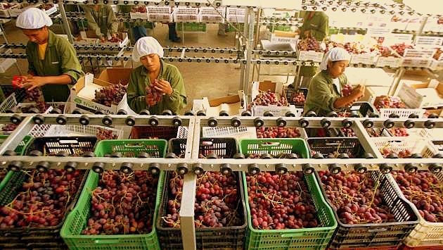 Las uvas Red Globe fue el producto que lideró las exportaciones lambayecanas.