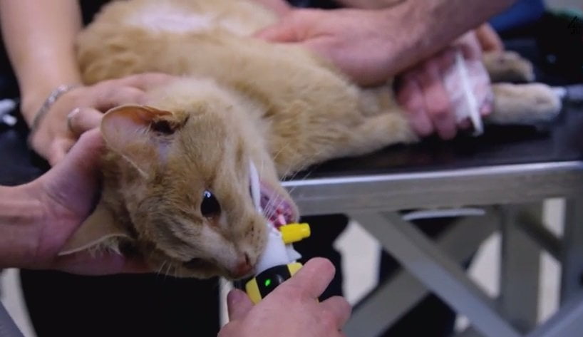 [VIDEO Channel 4 Reino Unido] Impactante: Gatito es devuelto a la vida en documental de TV