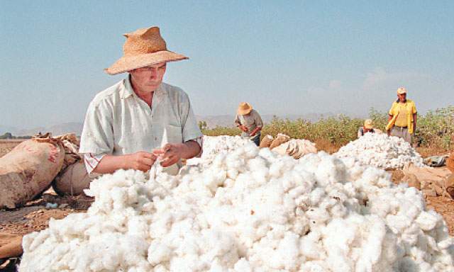 El algodón Pima peruano es un producto de gran  calidad y por eso es requerido en el mercado internacional.