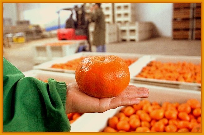 Luego de la prueba realizada con éxito por el Senasa, la mandarina peruana podría llegar pronto al mercado japonés.