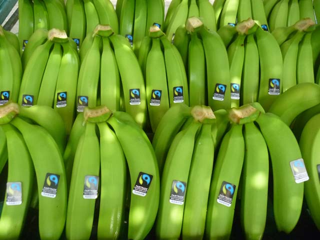 El 95% del banano orgánico que exportaría Cepibo se direccionaría a Europa y el saldo restante a Estados Unidos.