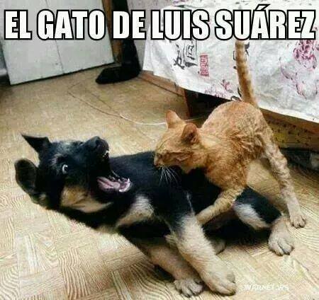 [MEME] El gato de Luis Suárez muerde a un cachorrito..lo más compartido