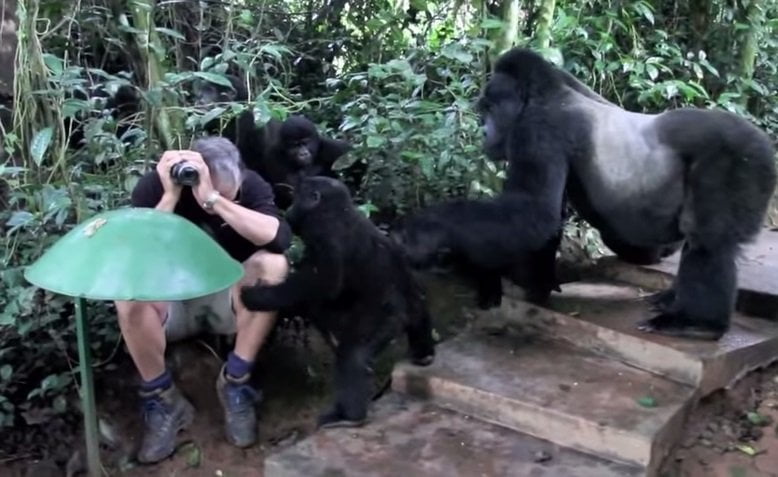 [VIDEO upsocl.com] Fotografiaba a una familia de gorilas y pasó algo increíble