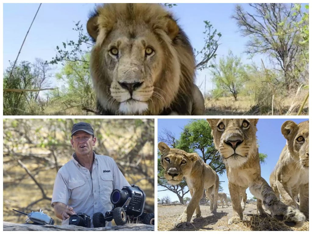 [VIDEO] Impresionante: Fotografió a 7 leones salvajes con vehículo rodante