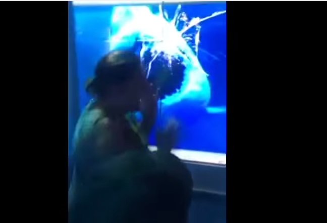 [VIDEO Youtube] Insólito: Un tiburón 'ataca' a una señora en un museo