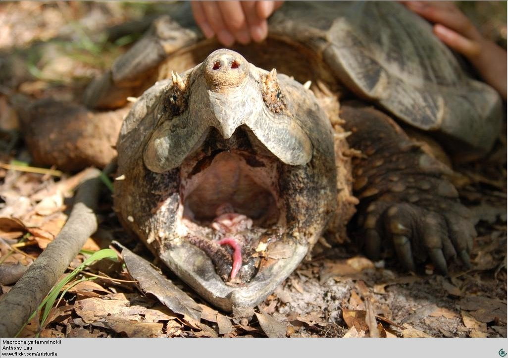 Los alemanes apodaron Luis Suárez a una tortuga mordedora