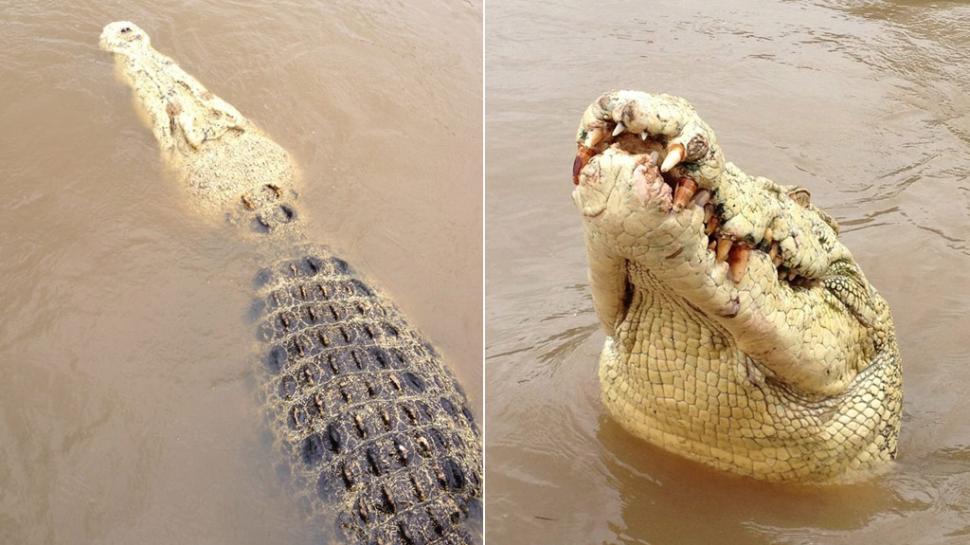 [VIDEO] Cocodrilo llamado Michael Jackson devora a pescador en Australia