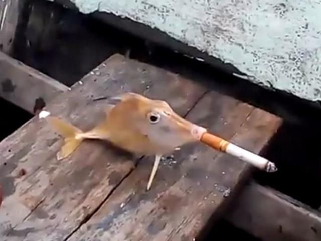 [VIDEO] Indignante: Pescadores obligan a pez a fumar cigarrillo