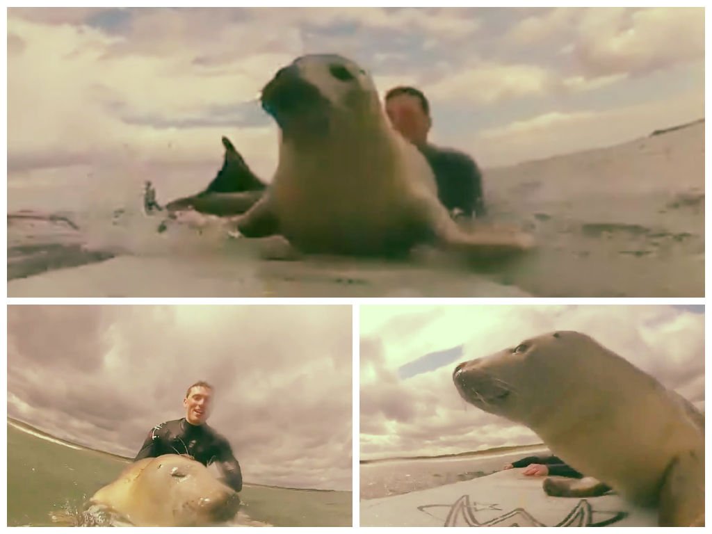 [VIDEO] Adorable: Cría de foca trepa y juega sobre tabla de surfistas