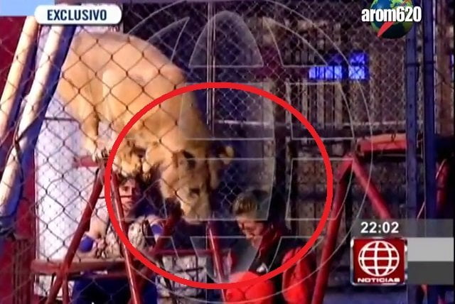 [VIDEO] Impactante: León ataca a profesora en circo y ante decenas de niños