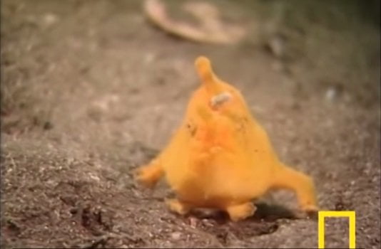 [VIDEO] No es un pokemon ni Pikachu sino una extraña especie marina de Japón[VIDEO] No es pokemón ni Pikachú sino una extraña especie marina de Japón