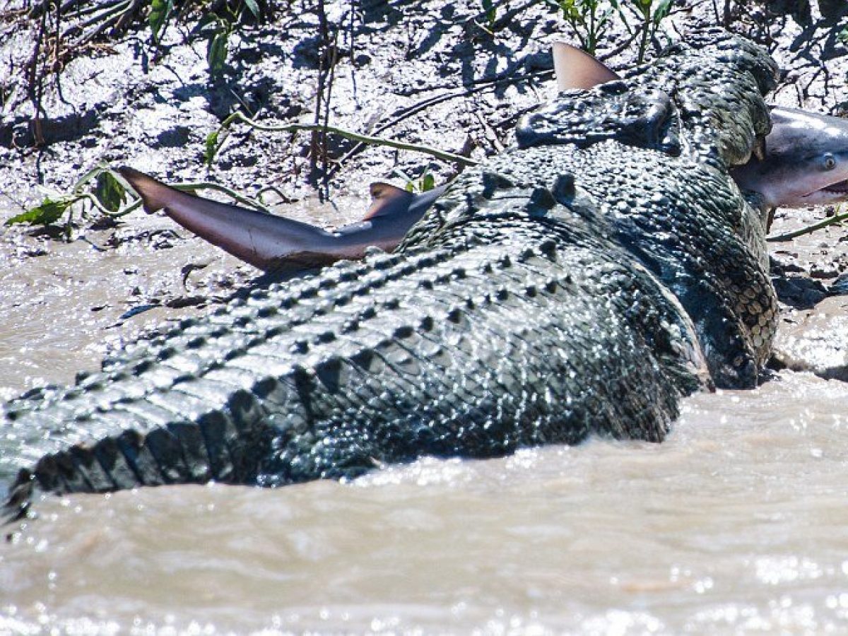 VIDEO] Impactante: Cocodrilo se tragó a tiburón en Australia | En Línea