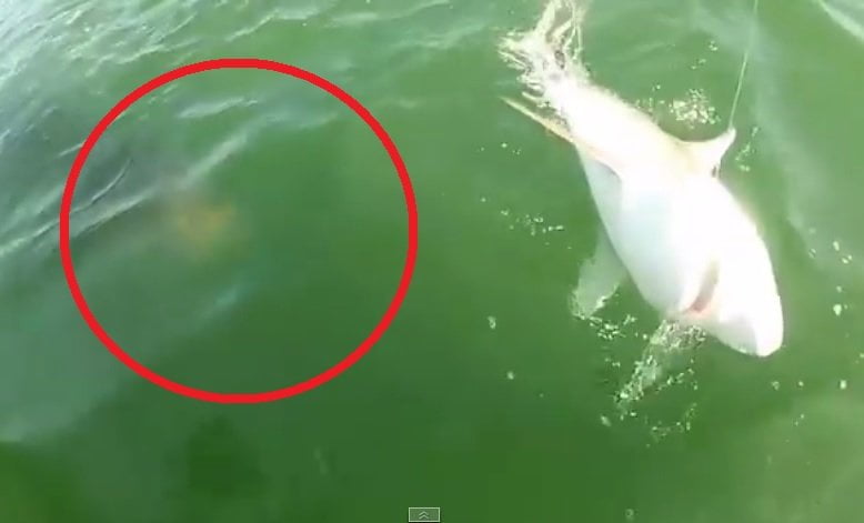 [VIDEO] Impactante: Mero gigante se come a tiburón y es viral en Youtube