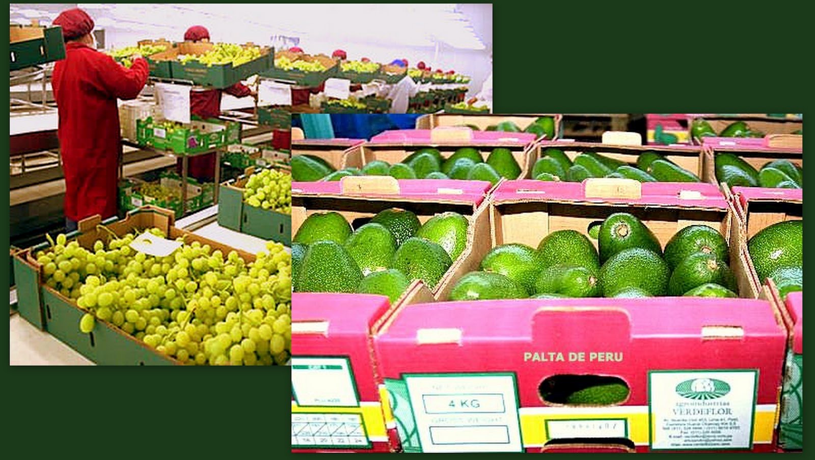 Las paltas y las uvas fueron las frutas que generaron las mayores preferencias en el exterior.