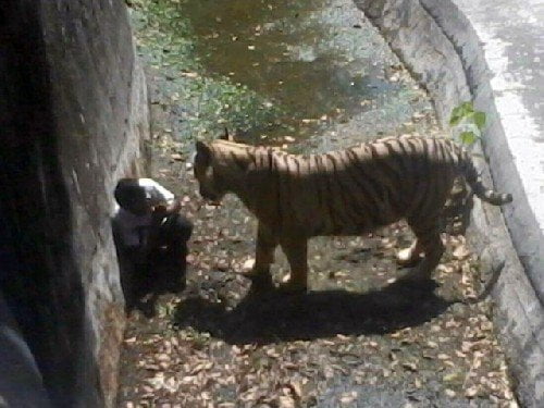 [VIDEO] Impactante: Tigre mata a joven que ingresó a zoo de la India