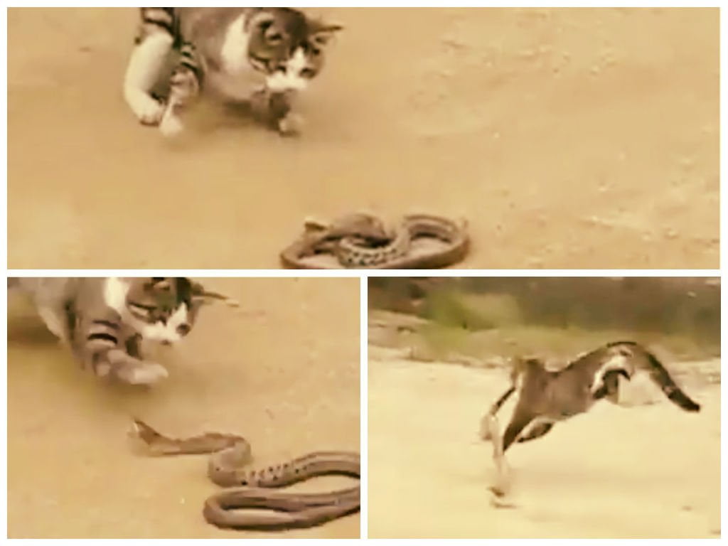 [VIDEO] Impactante: Gato se enfrenta a serpiente venenosa