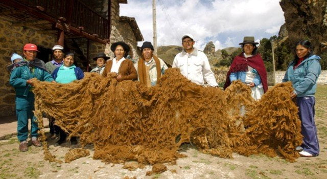 La lana de vicuña arequipeña se despachará a Italia.