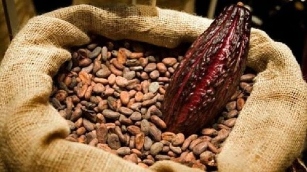 El cacao en grano fue uno de los productos con valor agregado que impulsaron las exportaciones nacionales del sector agro.