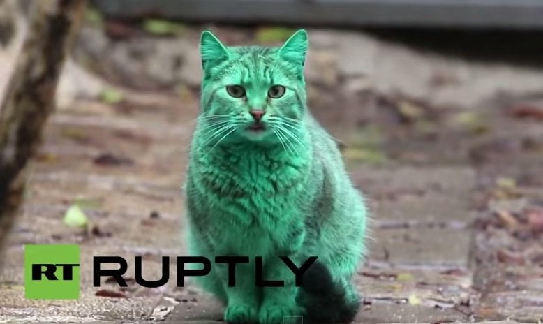 [VIDEO] El gato color verde esmeralda que sorprendió a Bulgaria