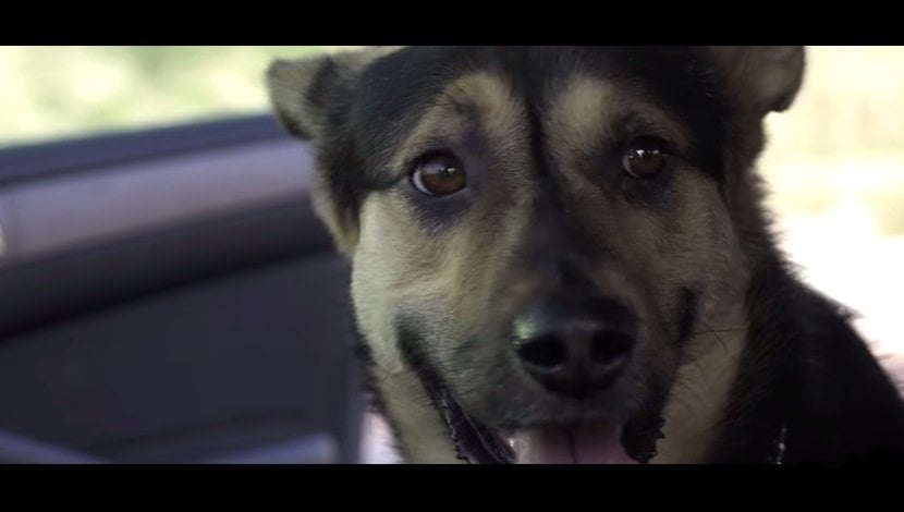 [VIDEO] Desgarrador: Activistas buscan que adoptes y no compres una mascota