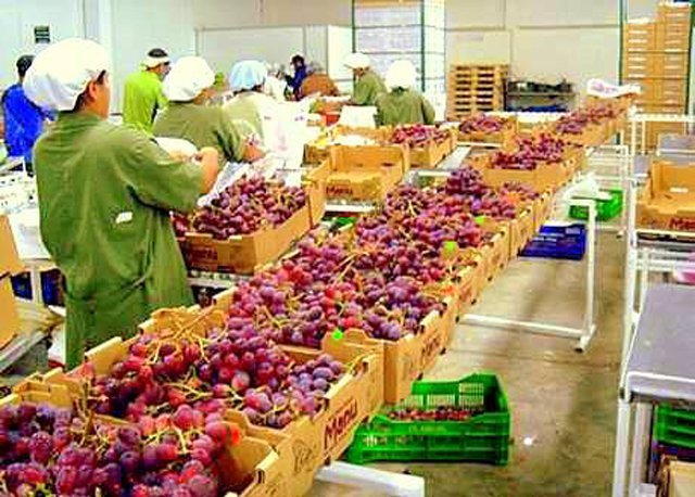 Los despachos de uvas peruanas cayeron -2% en valor.