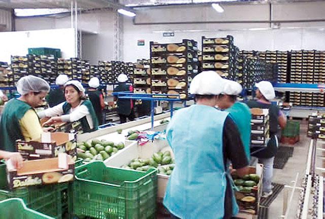 Los productos agros – como la palta -  dieron impulso a las exportaciones nacionales hacia los Países Bajos.