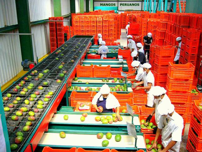 El mango peruano se exportó bajó cuatro partidas siendo liderada por “mangos y mangostanes, frescos o secos”.