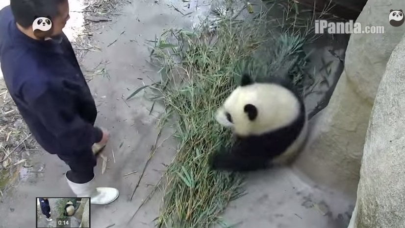 [VIDEO] Adorable: Panda hace lo imposible para que su cuidador no lo deje