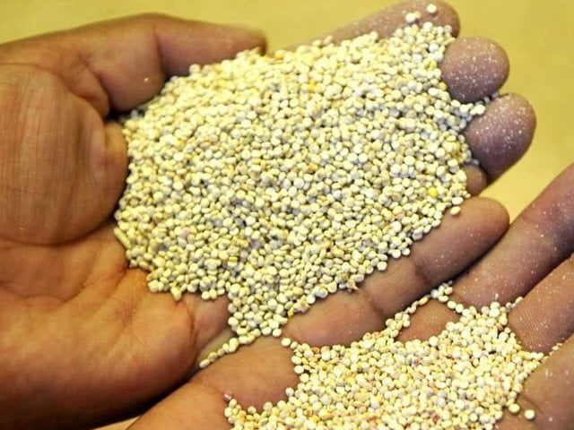 El llamado “grano de oro de los Incas” es uno de los “Productos Banderas” del Perú.