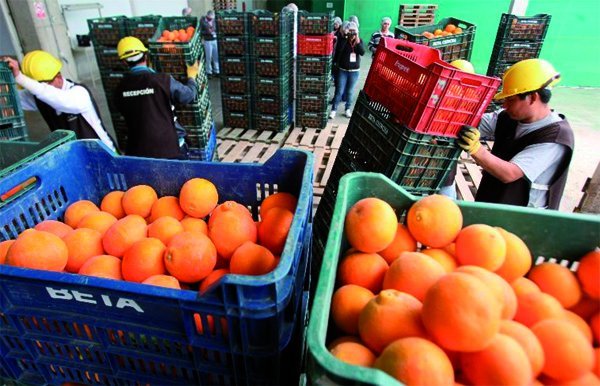 Las frutas y hortalizas fueron los productos agrarios más demando por los diferentes mercados internacionales.