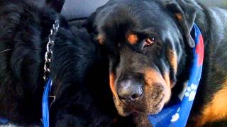 [VIDEO] La tristeza de un perro Rottweiler por la muerte de su hermano