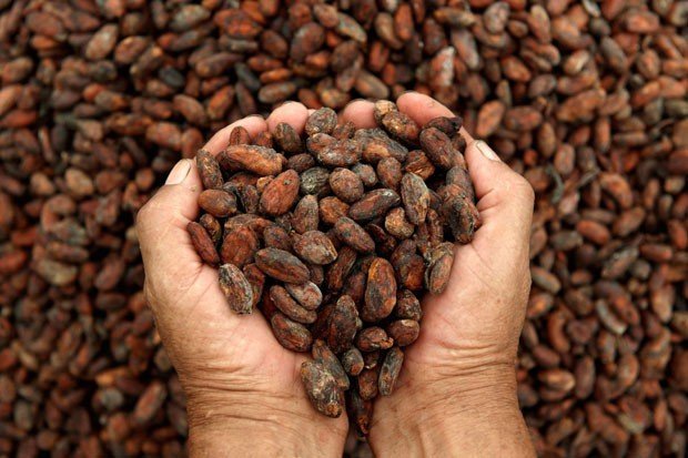 El cacao en grano es un producto con gran potencial para ser exportado a la India.