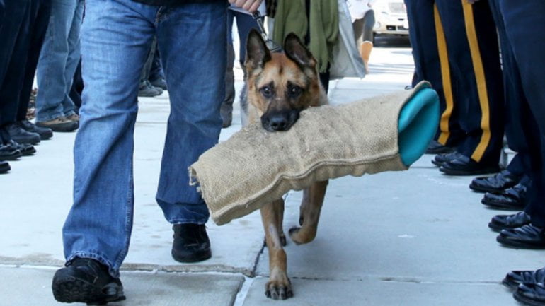 Emotiva despedida a un perro policía antes de ser sacrificado [FOTOS]