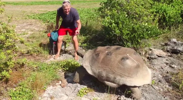 Interrumpe a tortuga en apareamiento y mira lo que pasó