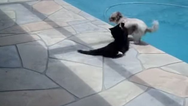 YouTube: Gato molesto empuja a perro a la piscina