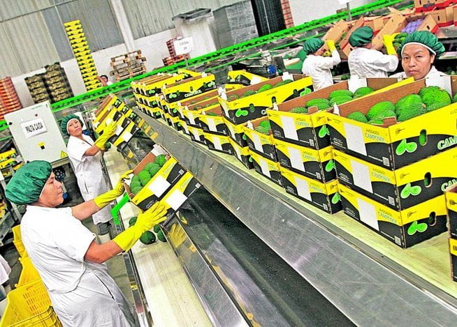 Los productos agros con valor agregados lideraron exportaciones a los Países Bajos.