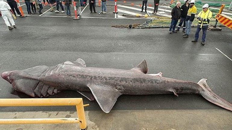 Impactante: Capturan a tiburón monstruo en Australia [FOTOS]