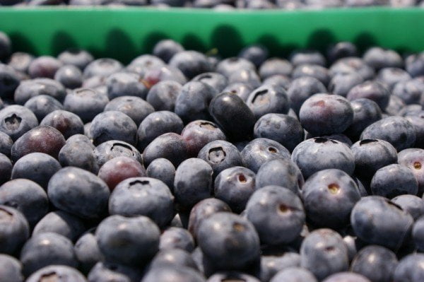 La demanda española por frutas exóticas ha originado que Perú envié arándano hacia dicho destino.