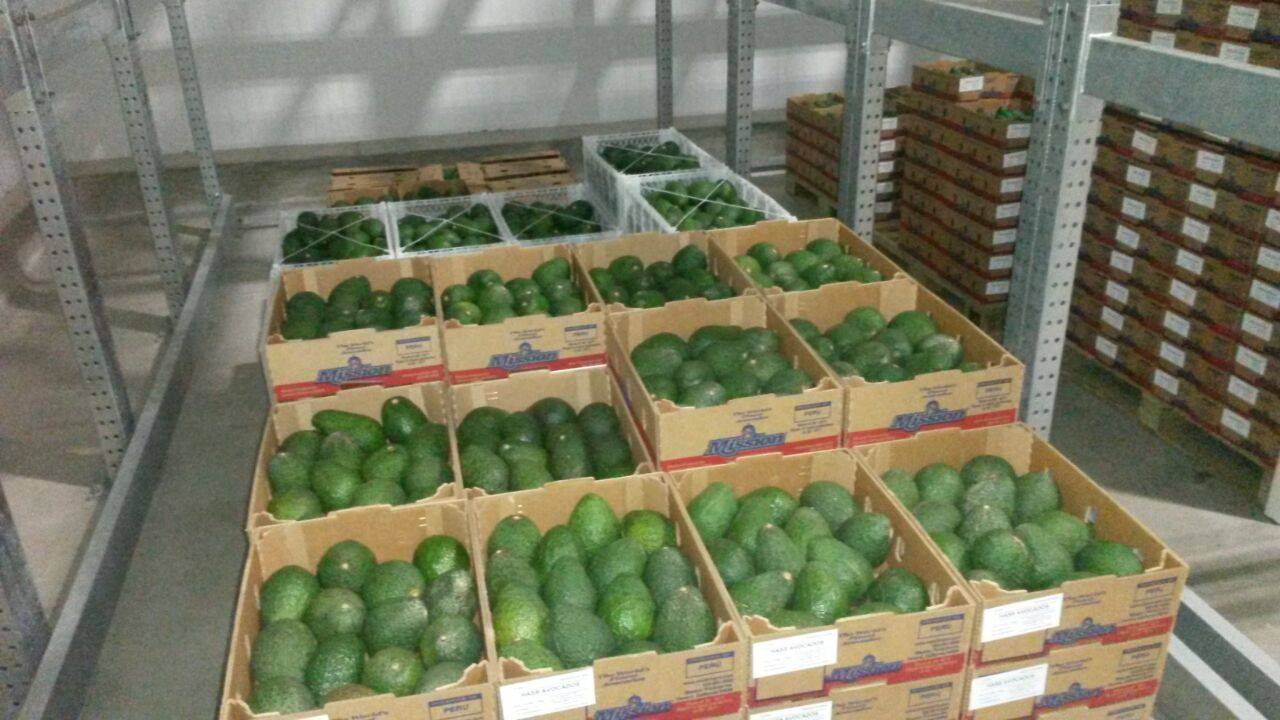 La primera exportación de palta hass a China la realizó una empresa trujillana.