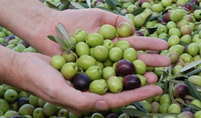 Las aceitunas peruanas es el principal producto agro nacional exportado hacia el mercado brasileño.