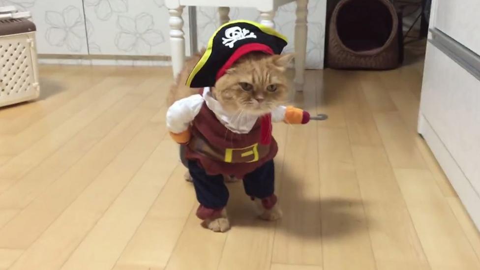 Facebook y un gatito pirata