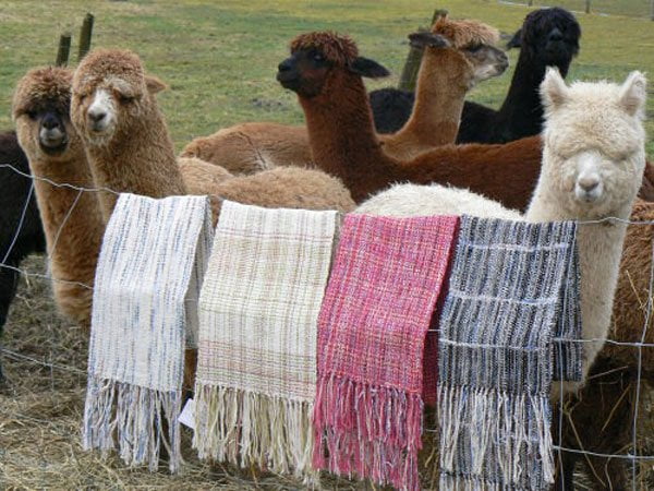 Japoneses resaltaron calidad de la fibra de alpaca peruana.