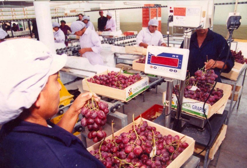 Los productos agros peruanos se han dinamizado por diferentes factores; entre ellos las aperturas de Tratados de Libre Comercio.