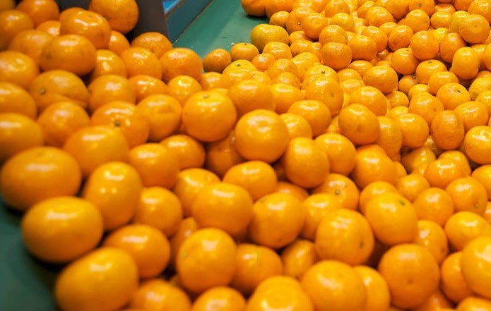 El 17% de la producción peruana de mandarinas se exporta a los diversos mercados.