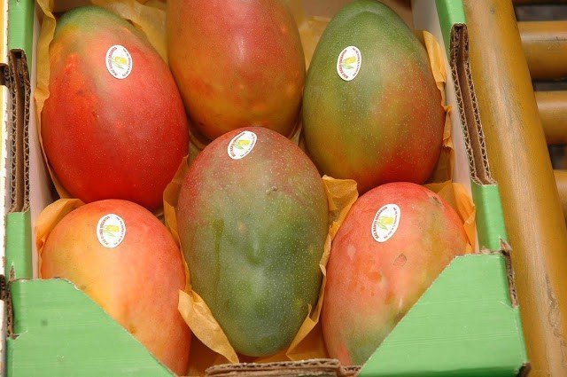 El mercado europeo fue el principal importador de mangos peruanos.