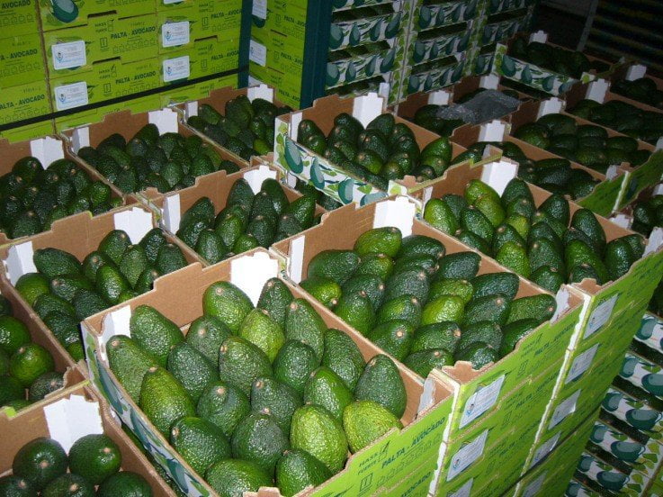 La palta peruana llegó principalmente a mercados como Holanda y Estados Unidos.