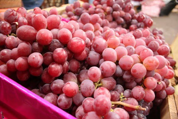 Las uvas peruanas  se posicionarán en California y la Costa Este de Estados Unidos.