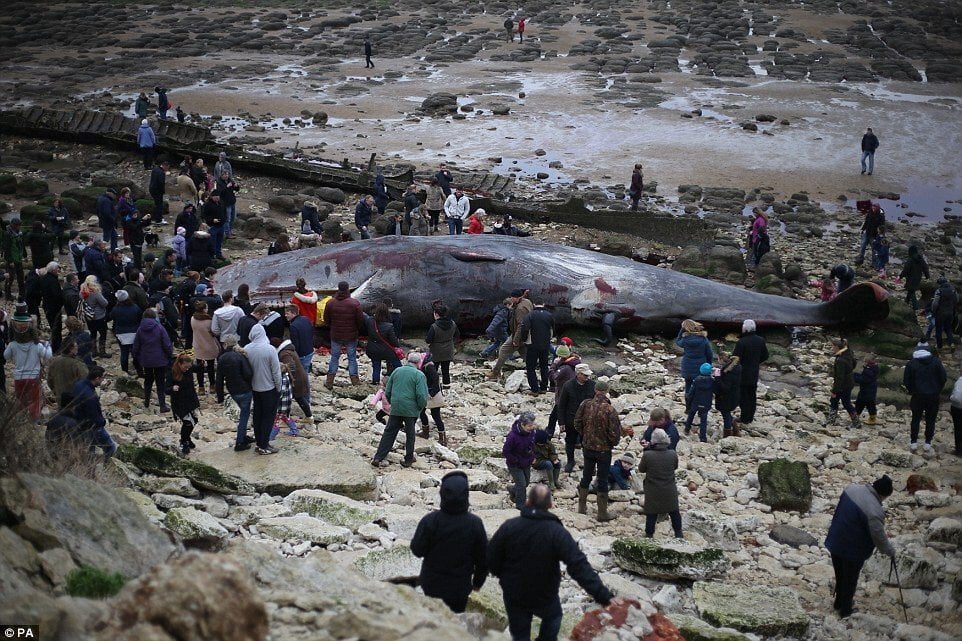Impactantes fotos de tres ballenas muertas en Inglaterra
