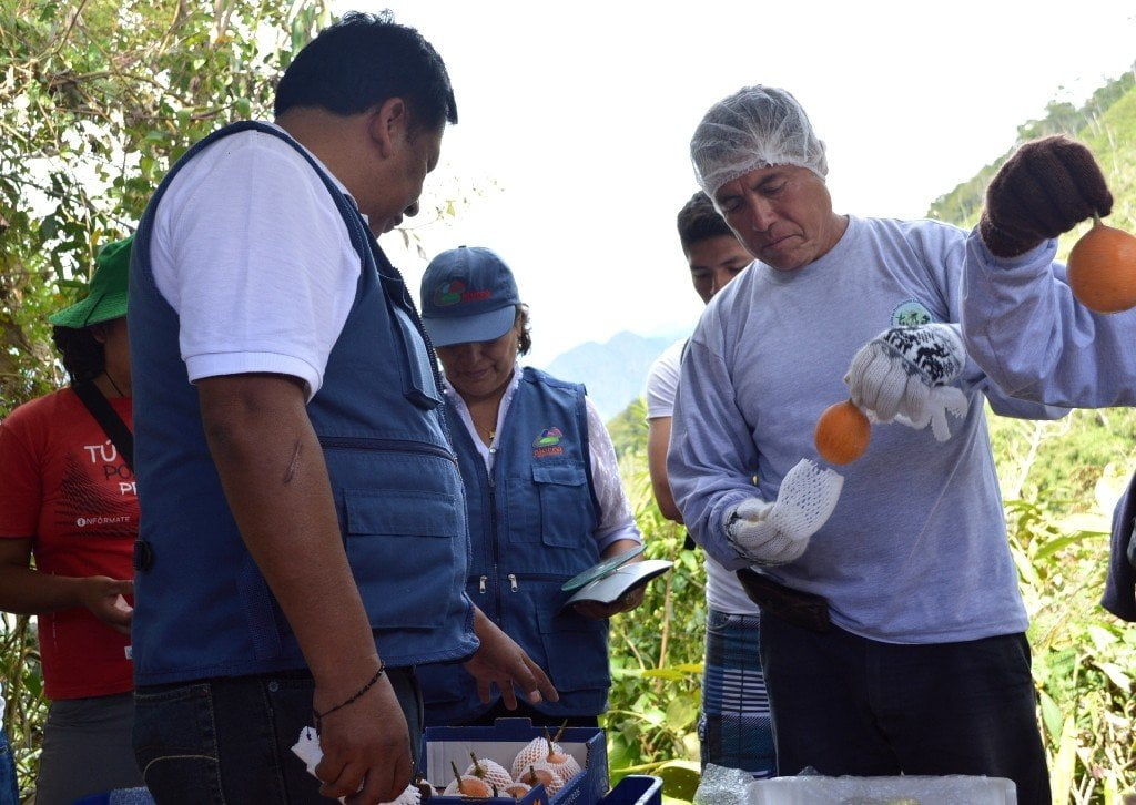 Un total de 25 productores de Junín enviarán sus granadillas a Holanda.