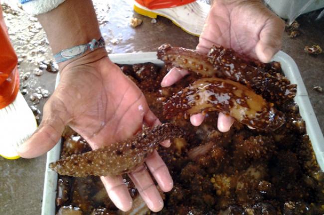 El pepino de mar peruano podría ser exportado hacia el mercado sudafricano.